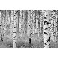 Fototapeta Woods, rozměr 368 cm x 248 cm, fototapety břízy, KOMAR XXL4-023
