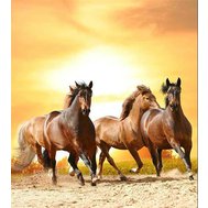 Vliesové fototapety, rozměr 225 cm x 250 cm, koně při západu slunce, DIMEX MS-3-0227