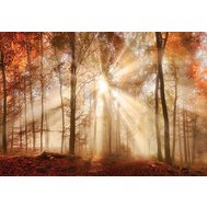 Fototapety, rozměr 368 cm x 254 cm, les na podzim, IMPOL TRADE 10471 P8