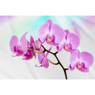 Vliesová fototapeta orchidej, rozměr 312 cm x 219 cm fototapety IMPOL TRADE 116VE