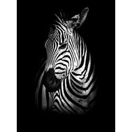 Vliesové fototapety 11767 V4A, rozměr 184 cm x 254 cm, zebra, IMPOL TRADE