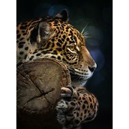https://www.tapety-folie.cz/fotocache/bigorig_nomark/fototapety/11892V4A.jpg