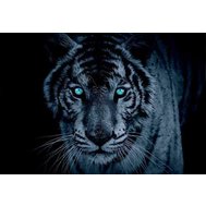 Vliesová fototapeta tygr tyrkysové oči, rozměr 312 x 219 cm fototapety IMPOL TRADE VL153VEXXL