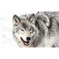 Vliesové fototapety, rozměr 416 cm x 254 cm, vlk s modrýma očima, IMPOL TRADE 2940 VEXXXL