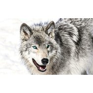 Vliesová fototapeta vlk s modrýma očima, rozměr 312 cm x 219 cm, fototapety 2940 VEXXL, IMPOL TRADE