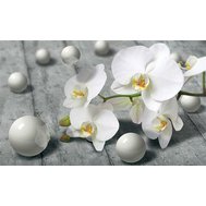 Vliesové fototapety , rozměr 416 cm x 254 cm, orchidej s perlami, IMPOL TRADE 3013 VE XXXL
