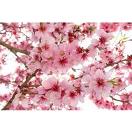 Vliesové fototapety, rozměr 375 cm x 250 cm, jabloňové květy, DIMEX MS-5-0108