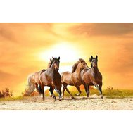 Vliesové fototapety, rozměr 375 cm x 250 cm, koně při západu slunce, DIMEX MS-5-0227