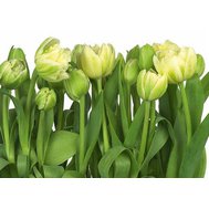 Fototapeta tulipány, rozměr 368 cm x 254 cm, fototapety Komar 8-900