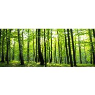 Vliesové fototapety, rozměr 250 cm x 104 cm, les, IMPOL TRADE 186VEP