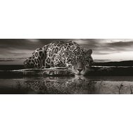 Vliesové fototapety, rozměr 250 cm x 104 cm, jaguár černobílý, IMPOL TRADE 218VEP