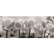 Vliesové fototapety, rozměr 250 cm x 104 cm, tulipány, IMPOL TRADE 287VEP