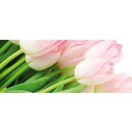 Vliesové fototapety, rozměr 250 cm x 104 cm, tulipány IMPOL TRADE 8-018VEP