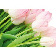 Vliesová fototapeta růžové tulipány, rozměr 312 cm x 219 cm, fototapety IMPOL TRADE 8-018VE