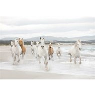 Fototapeta koně, rozměr 368 cm x 254 cm, fototapety White Horses KOMAR 8-986