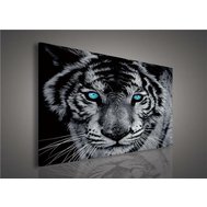 Obraz na plátně tygr tyrkysové oči 130AO1, 100 x 75 cm, IMPOL TRADE