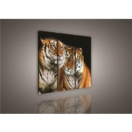 Obraz na plátně tygři 131S6, rozměr 90 x 80 cm, IMPOL TRADE