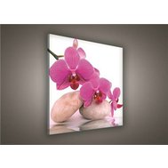 Obraz na plátně orchidej růžová 136O2, 80 x 80 cm, IMPOL TRADE