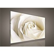 Obraz na plátně bílá růže 147AO1, 100 x 75 cm, IMPOL TRADE