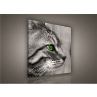Obraz na plátně kočka 181O2, 80 x 80 cm, IMPOL TRADE