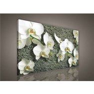 Obraz na plátně bílá orchidej na kameni 413O1, 100 x 75 cm, IMPOL TRADE