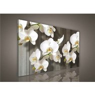 Obraz na plátně bílá orchidej 416O1, 100 x 75 cm, IMPOL TRADE